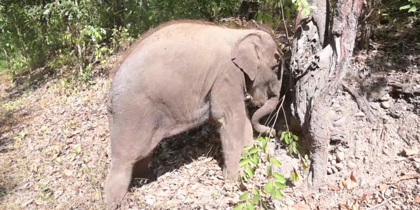 New White Elephant Looks Healthy And Happy With His Mother Mammal - Global  New Light Of Myanmar
