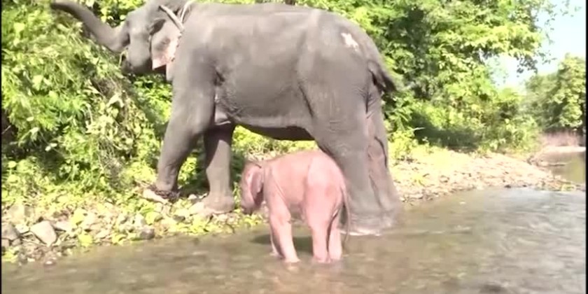 New White Elephant Looks Healthy And Happy With His Mother Mammal - Global  New Light Of Myanmar