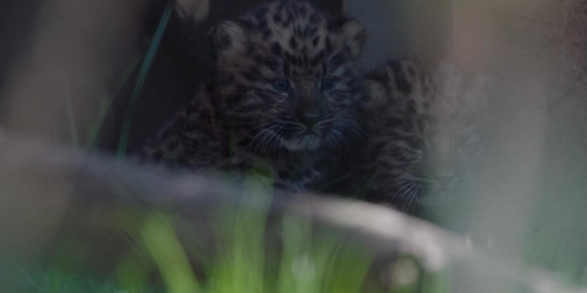 Snow Leopard  San Diego Zoo Animals & Plants